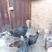 اردکپنگوینییاایستادهجوجهطاووسبوقلمون|حیوانات مزرعه|قم, نخودی|دیوار