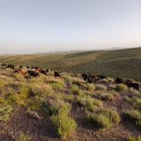 ۱۵۰ راس کهره عراقی نر وماده