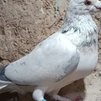 کفتر