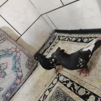 کفتر|پرنده|خرمشهر, |دیوار