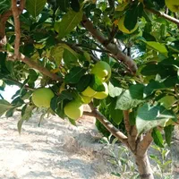 باغبان حرفه ای|خدمات باغبانی و درختکاری|کرج, حصارک بالا|دیوار