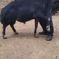 قوچ قره چال.چهاردندان