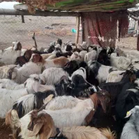 بزغاله در هر قیمت برای قربانی