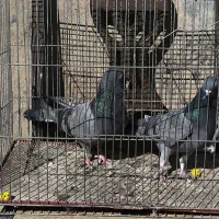 سبز کاشونی به شرط پرش