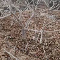 سلام صفر تا صد درختان پسته انجام می شود|خدمات باغبانی و درختکاری|قم, کوه سفید|دیوار