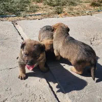 واگذاری توله سگ دو رگه روتوایلر|سگ|صوفیان, |دیوار