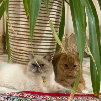 گربه جهت جفتگیری