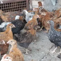 جوجه مرغ وخروس