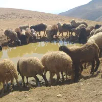 گوسفند معاوضه‌ای|حیوانات مزرعه|سنندج, |دیوار