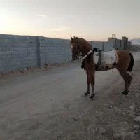 اسب دره‌شوری