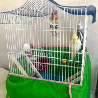 ی جفت عروس هلندی میخونن|پرنده|شوشتر, |دیوار