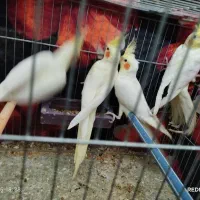 پنج عدد عروس هلندی جوجه آس|پرنده|قرق, |دیوار