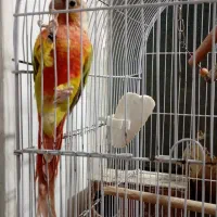 گرینچک. کوتوله مولد