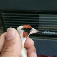 سهره چونه سفید نر توجه