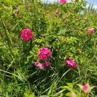 فروش و سفارش گل محمدی از ییلاقات شهر چالدران
