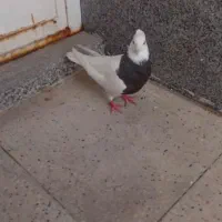 گمشده|حیوانات|اهواز, پردیس دو|دیوار