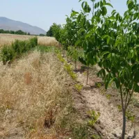 فروش باغ شهری ۱۰۰۰ متری در روستای جلیان
