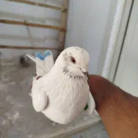 کبوتر