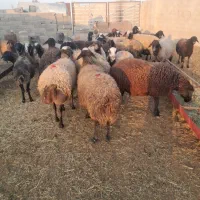 ۳۰راس میش چالی|حیوانات مزرعه|پیشوا, |دیوار