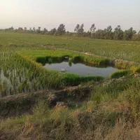 +۳۶هکتار زمین آبی با برق وچاه با مجوز+