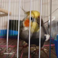 یک جفت عروس هلندی مولد بالغ سخنگو همراه با قفس|پرنده|لنگرود, |دیوار