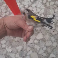 تعدادی سهره کهنه قفس|پرنده|ساری, |دیوار