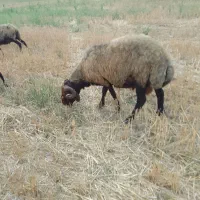 قوچ محلی دولاق جوان ۱ساله