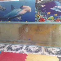 فروش ۱۳ عدد اکواریوم دست دوم با پایه وتعدادی ماهی|ماهی|میبد, |دیوار