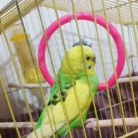 ۲ عدد مرغ عشق