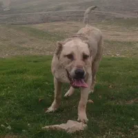 واگذاری سگ پژدر|سگ|صحنه, |دیوار