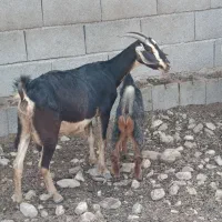 بز کهری
