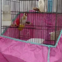 سهره نر رام تازه بالغ پا سفید شیرین بخون|پرنده|رشت, شهرک قدس|دیوار