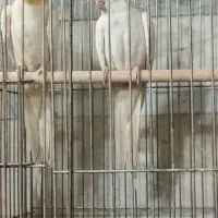 عروس هلندی مولد|پرنده|کهریزک, |دیوار