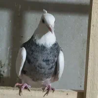 یک جفت طوقی|پرنده|رزن, |دیوار