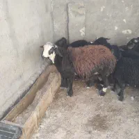 بره قوچی|حیوانات مزرعه|هشتگرد, تهران دشت|دیوار