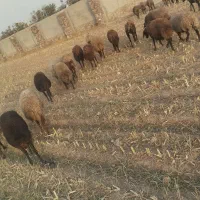 میش داشتی|حیوانات مزرعه|مشهد, یوسفیه (شهرک غرب)|دیوار