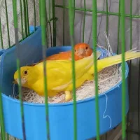 پرنده قناری