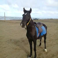 نریون سواری اروم|اسب و تجهیزات اسبسواری|بندر انزلی, نامجو|دیوار