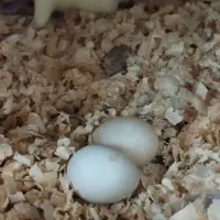 عروس هلندی|پرنده|تهران, اسکندری|دیوار