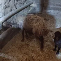 میش وبره|حیوانات مزرعه|صحنه, |دیوار