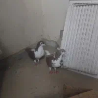 کبوتر فروشی|پرنده|سراوان, |دیوار