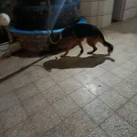 واگذاری یک جفت ژرمن