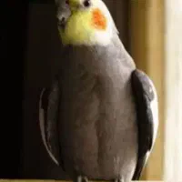متقاضی سرپرستی عروس هلندی هستم