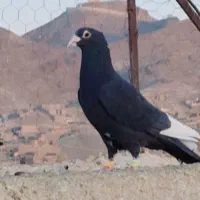 کفتر رنگی نابلد