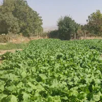 ترب|خوردنی و آشامیدنی|ایوان, |دیوار