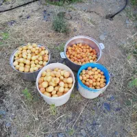 اجاره بلند مدت خانه باغ|اجارهٔ خانه و ویلا|سنندج, |دیوار