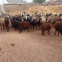 میشبره|حیوانات مزرعه|ری, فیروزآباد|دیوار