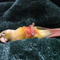 طوطی گم شده|حیوانات|دزفول, |دیوار