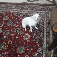 یک عدد سگ ماده یک ساله شی واوا