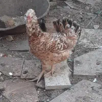 تخم‌مرغ گلین|حیوانات مزرعه|مرودشت, ژیان|دیوار